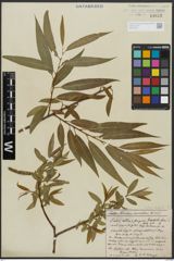 Foto von Salix alba L. x Salix fragilis L.